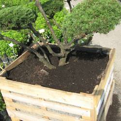 Сосна горная Пумилио БОНСАЙ купить в Нижнем Новгороде