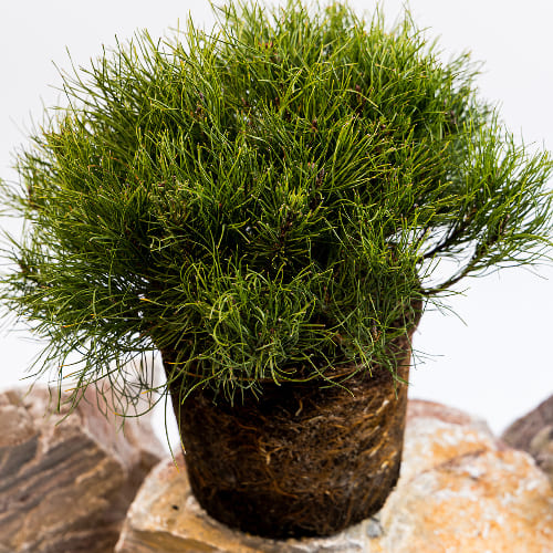 Сосна горная Пумилио купить во Владимире