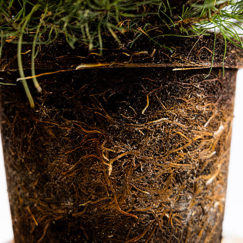 Сосна горная Пумилио купить во Владимире