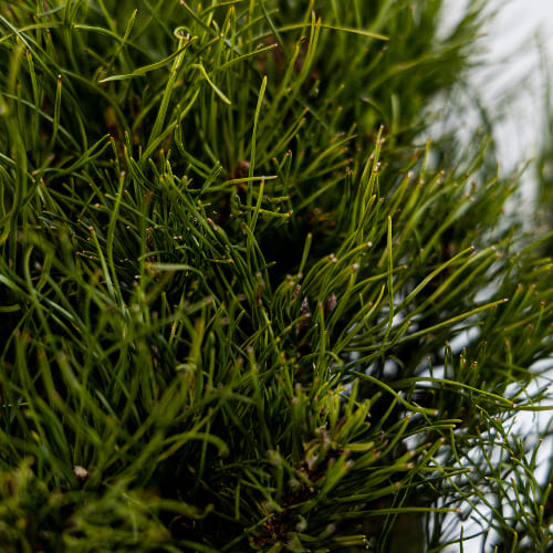 Сосна горная Пумилио купить во Владимире