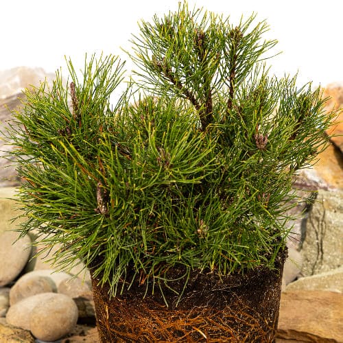 Сосна горная Пумилио купить во Владимире