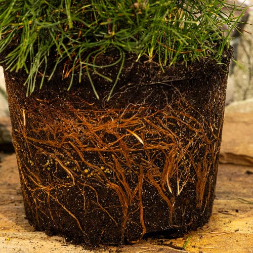 Сосна горная Пумилио купить во Владимире