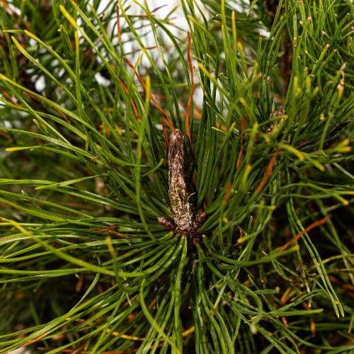 Сосна горная Пумилио купить во Владимире