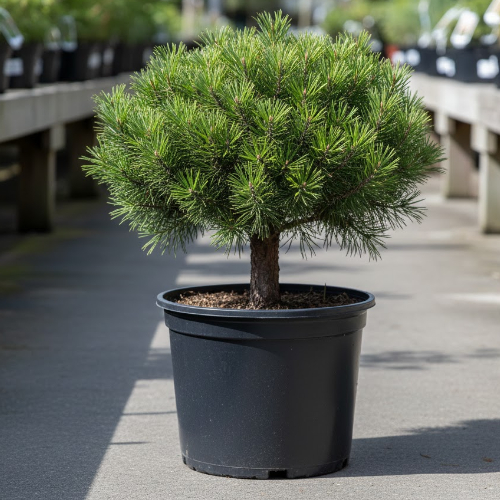 Сосна горная Шервуд Компакт купить в Нижнем Новгороде