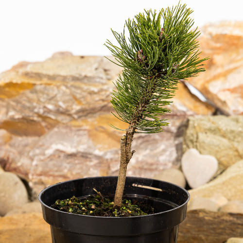 Сосна горная Шервуд Компакт купить в Нижнем Новгороде