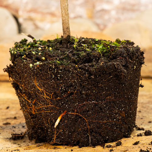 Сосна горная Шервуд Компакт купить в Нижнем Новгороде