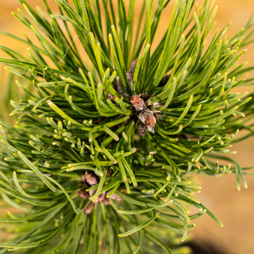 Сосна горная Шервуд Компакт купить в Нижнем Новгороде