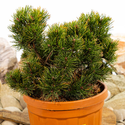 Сосна горная Шервуд Компакт купить в Нижнем Новгороде