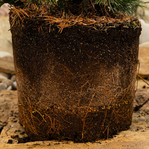 Сосна горная Шервуд Компакт купить в Нижнем Новгороде