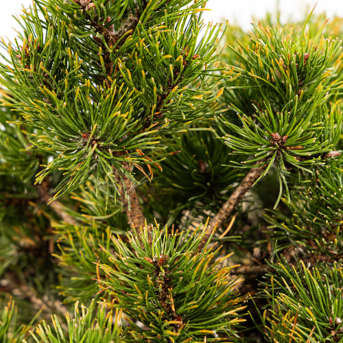 Сосна горная Шервуд Компакт купить в Нижнем Новгороде