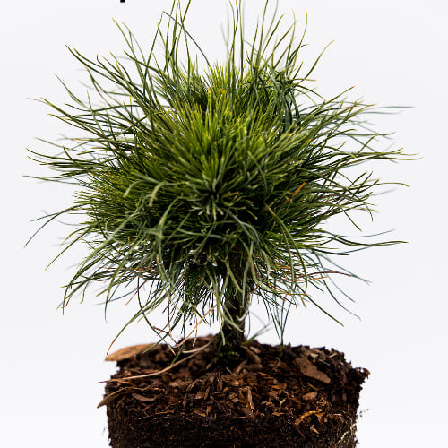 Сосна горная Варела купить во Владимире