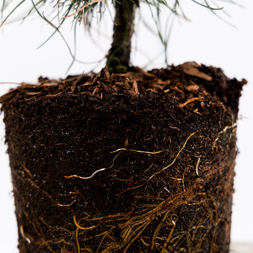 Сосна горная Варела купить во Владимире