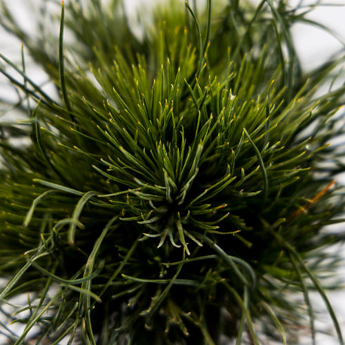 Сосна горная Варела купить во Владимире
