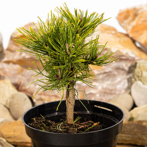 Сосна горная Винтер голд купить в Нижнем Новгороде