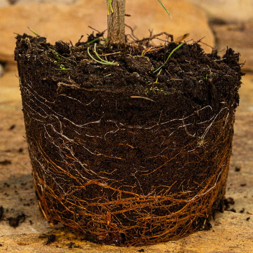 Сосна горная Винтер голд купить в Нижнем Новгороде