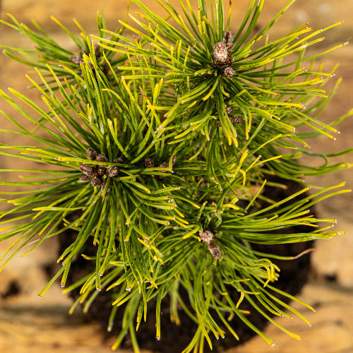 Сосна горная Винтер голд купить в Нижнем Новгороде