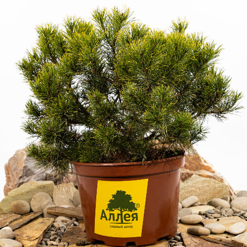 Сосна горная Винтер голд купить в Нижнем Новгороде