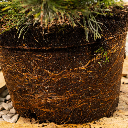 Сосна горная Винтер голд купить в Нижнем Новгороде