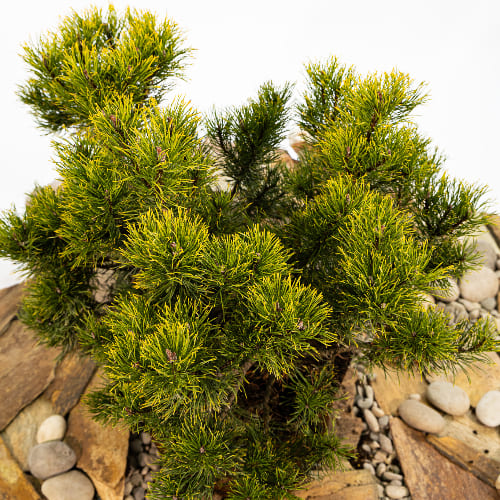 Сосна горная Винтер голд купить в Нижнем Новгороде