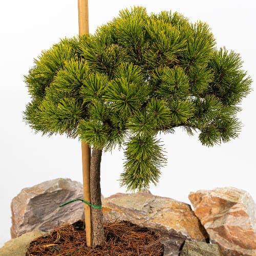 Сосна горная Винтер голд купить в Нижнем Новгороде