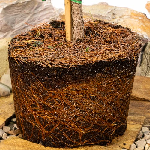 Сосна горная Винтер голд купить в Нижнем Новгороде