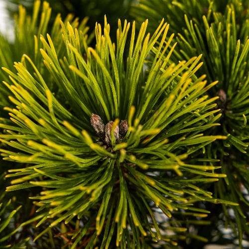 Сосна горная Винтер голд купить в Нижнем Новгороде