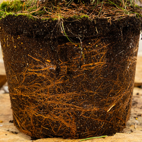 Сосна горная Винтер сан купить в Нижнем Новгороде