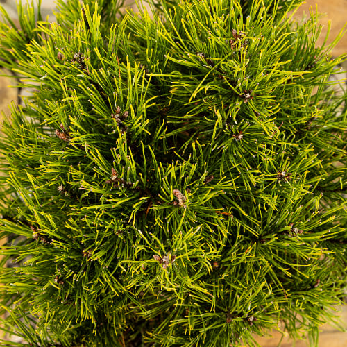 Сосна горная Винтер сан купить в Нижнем Новгороде