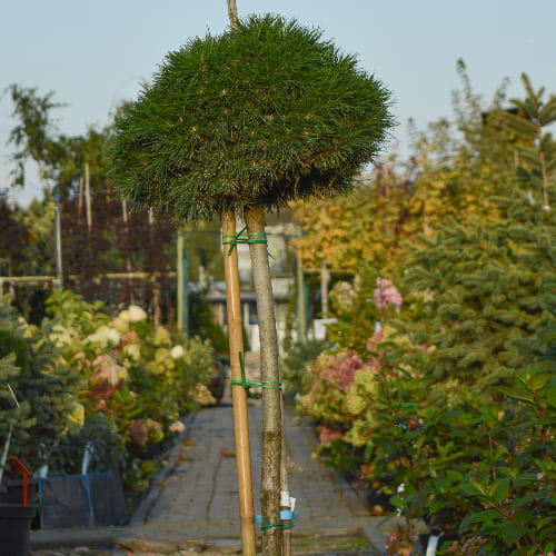 Сосна горная Витчс Брум купить в Нижнем Новгороде