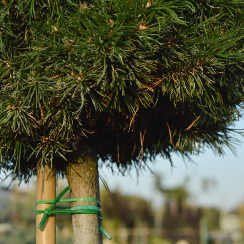 Сосна горная Витчс Брум купить в Нижнем Новгороде