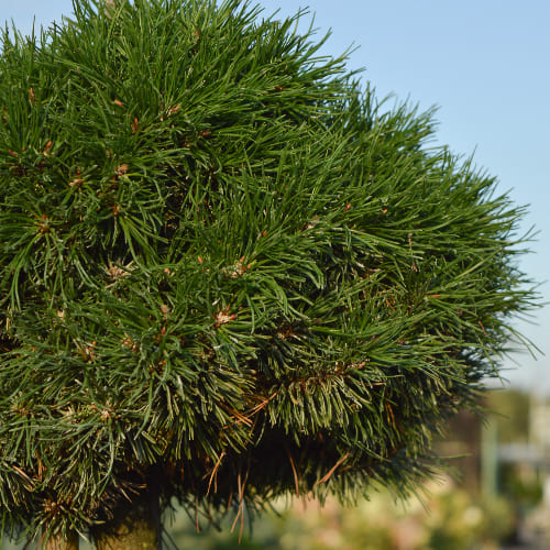 Сосна горная Витчс Брум купить в Нижнем Новгороде