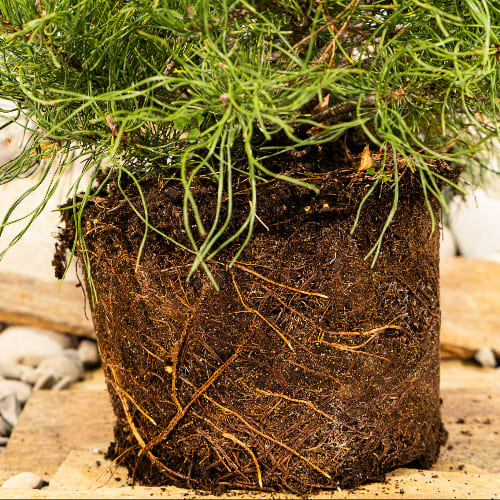 Сосна горная купить во Владимире