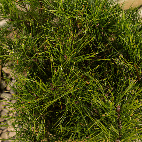 Сосна горная купить во Владимире