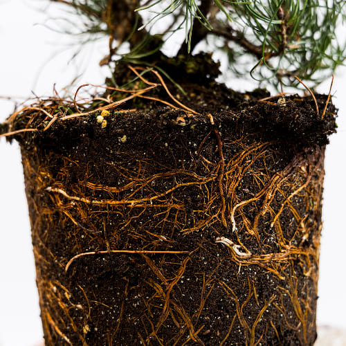 Сосна горная купить во Владимире