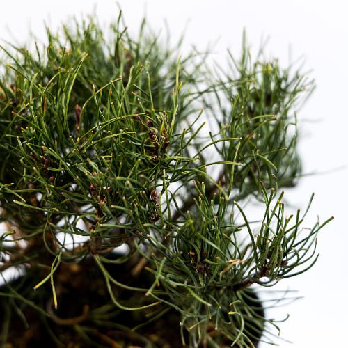 Сосна горная купить во Владимире