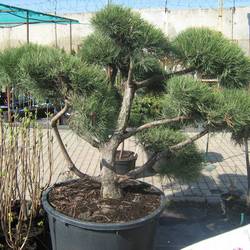 Сосна черная (бонсай) купить в Нижнем Новгороде