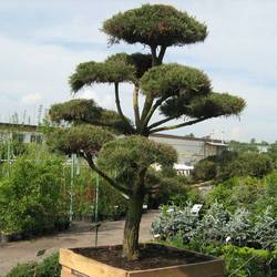 Сосна черная (бонсай) тип 2 купить в Нижнем Новгороде