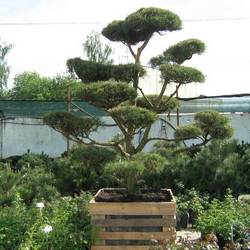 Сосна черная (бонсай) тип 4 купить в Нижнем Новгороде