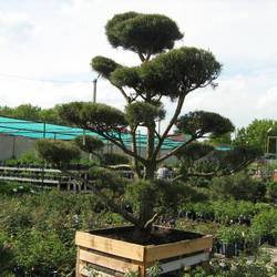 Сосна черная (бонсай) тип 4 купить в Нижнем Новгороде