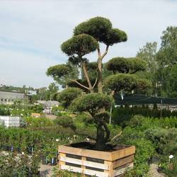 Сосна черная (бонсай) тип 4 купить в Нижнем Новгороде