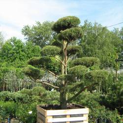 Сосна черная (бонсай) тип 4 купить в Нижнем Новгороде