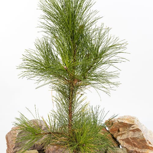 Сосна черная Голдфингер купить во Владимире