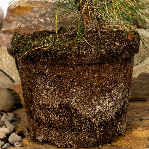 Сосна черная Голдфингер купить во Владимире