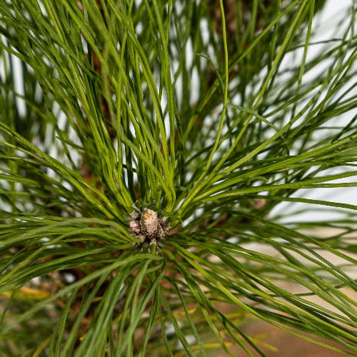 Сосна черная Голдфингер купить во Владимире