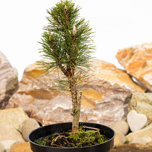 Сосна черная Комет купить во Владимире