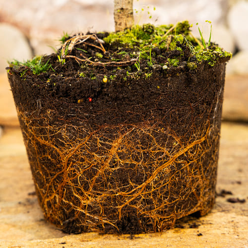 Сосна черная Комет купить во Владимире