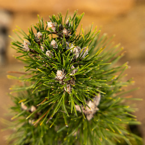 Сосна черная Комет купить во Владимире