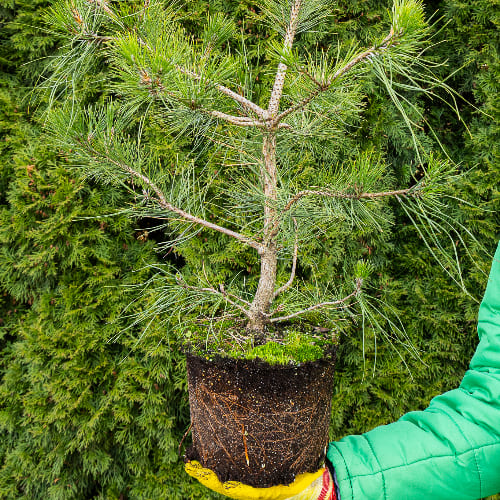 Сосна черная Нигра купить во Владимире