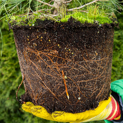 Сосна черная Нигра купить во Владимире