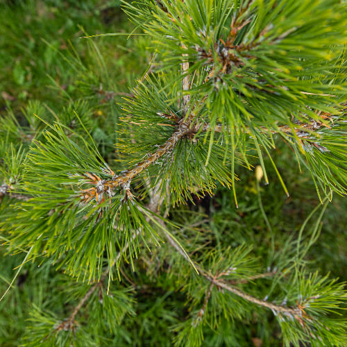 Сосна черная Нигра купить во Владимире